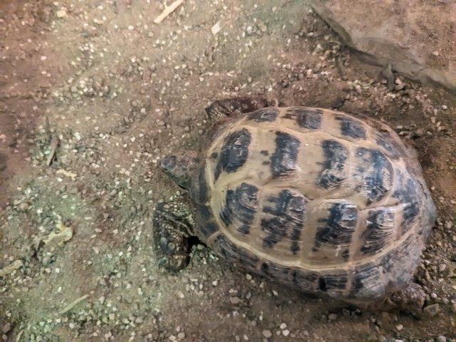 Preview of the first image of Horse field tortoise forsale.
