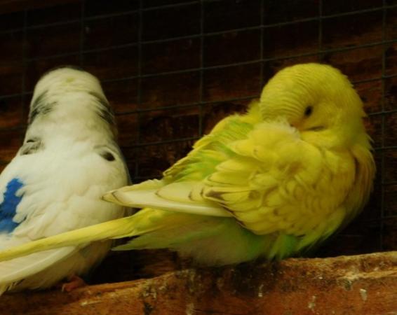 Image 6 of Budgies For Sale. Ideal Pets (Friendly) + Suit for Aviaries