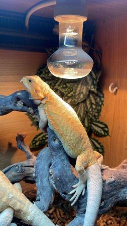 Image 2 of Bearded Dragons Special Offer for Grown on Juvenile dragons