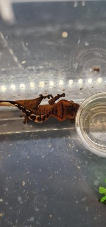 Image 2 of Various baby crested geckos.