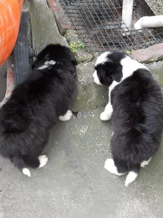 Image 2 of Beard collie cross border collie pups