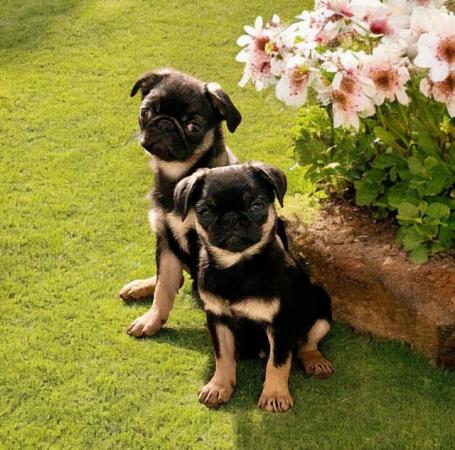 Image 4 of 3 beautiful cheeky pug puppies