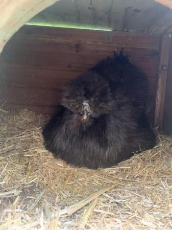 Image 5 of Pure black silkie fertile eggs and chicks!!!