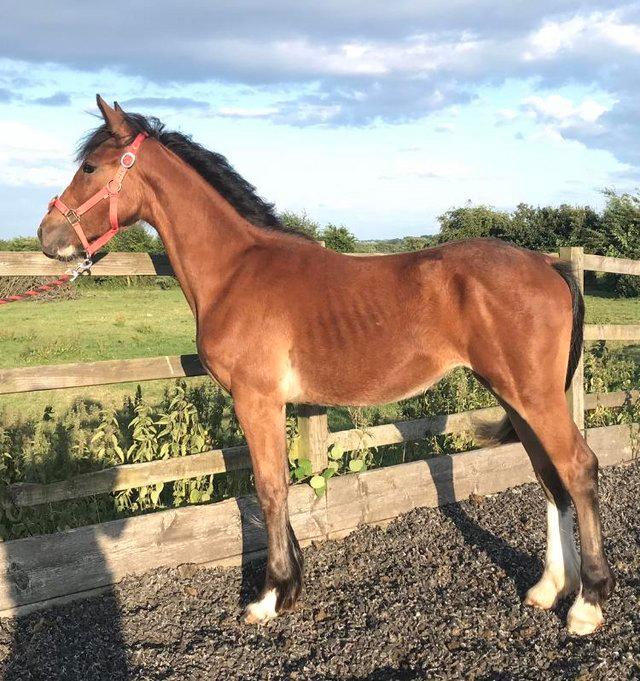 Preview of the first image of Registered Warmblood x Irish Sports Horse Filly To Make 16hh.