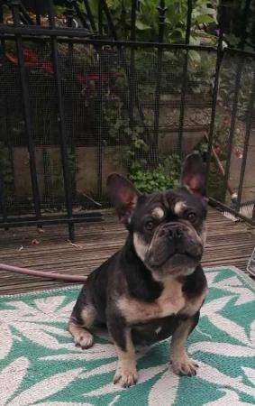 Image 2 of Black and Tan french Bulldog For Sale