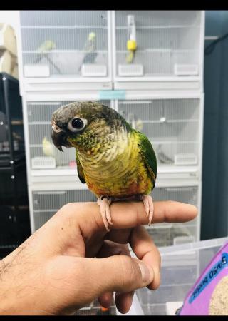 Image 7 of Baby Conure talking parrot