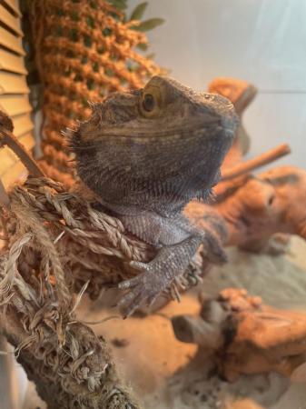 Image 5 of Male bearded dragon all equipment including