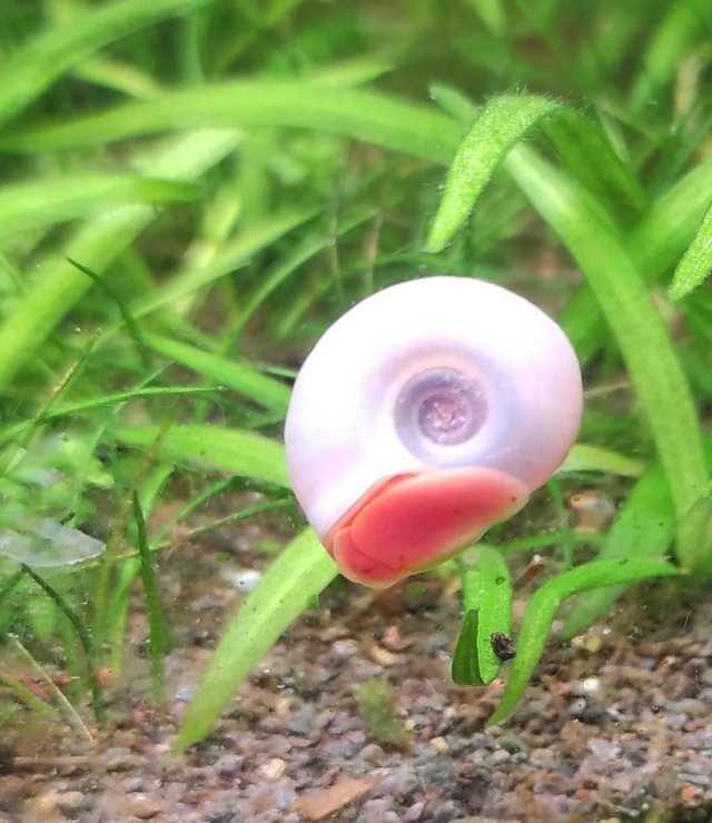 Pearl Pink and Red Ramshorn Snails x 10 Tropical Aquarium