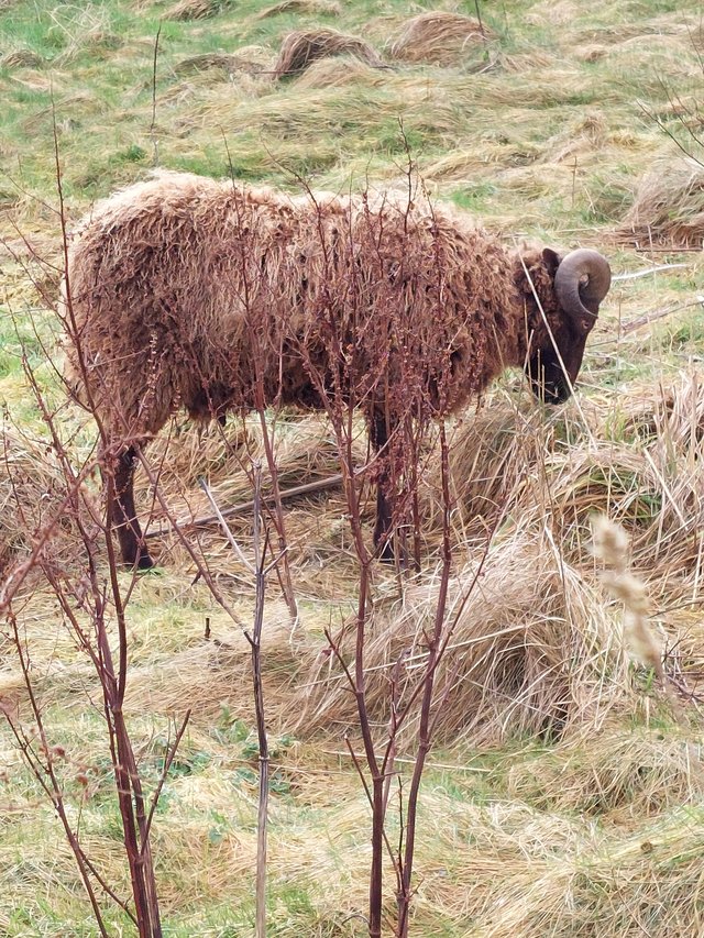 Preview of the first image of Manx Loaghtan / Loghtan Pure Bred Ram.