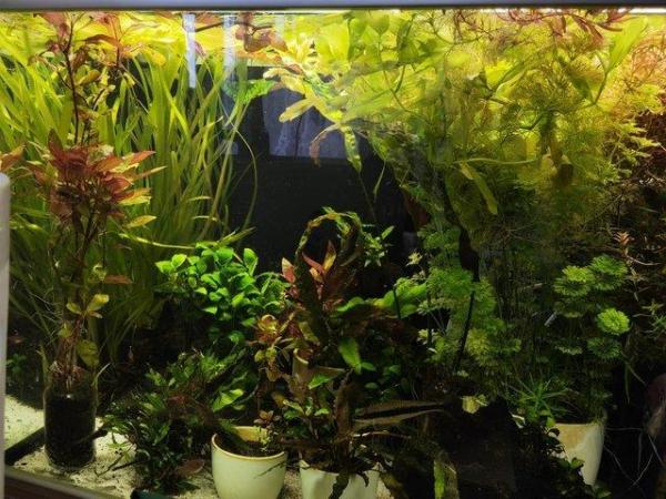 Image 4 of Aquatic Fish tank plants VARIETY