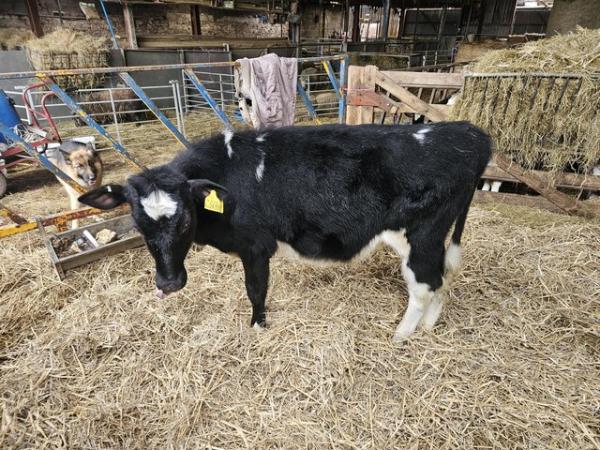 Image 3 of 7 month old British Blue calves