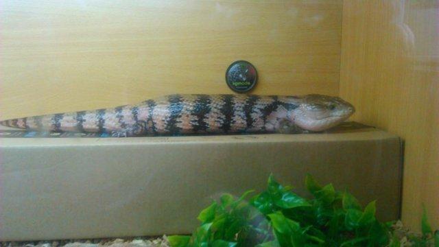 Image 10 of Northern blue tongue skink with enclosure. Collection only.