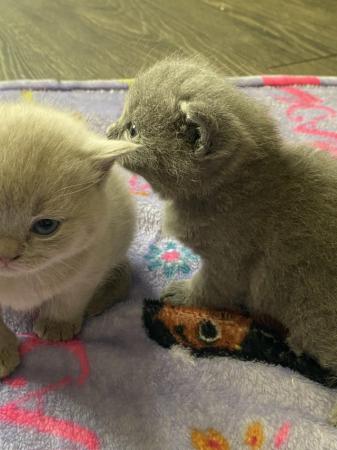 Image 4 of British shorthair kittens