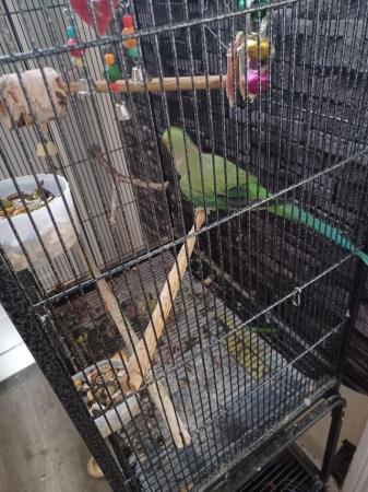 Image 1 of RING NECK MALE PARROT FOR SALE
