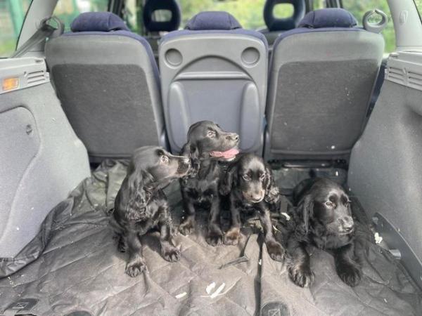 Image 17 of Cocker spaniel puppies for sale *ready to leave* reduced