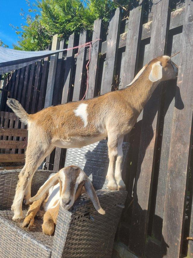 Preview of the first image of X2 young goats for sale.