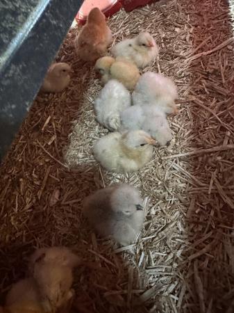 Image 1 of Leghorn Chicks for sale 1-7 days old