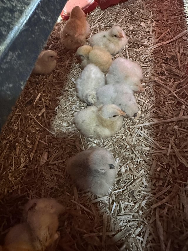 Preview of the first image of Leghorn Chicks for sale 1-7 days old.