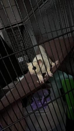 Image 8 of Two sugar gliders plus full set up