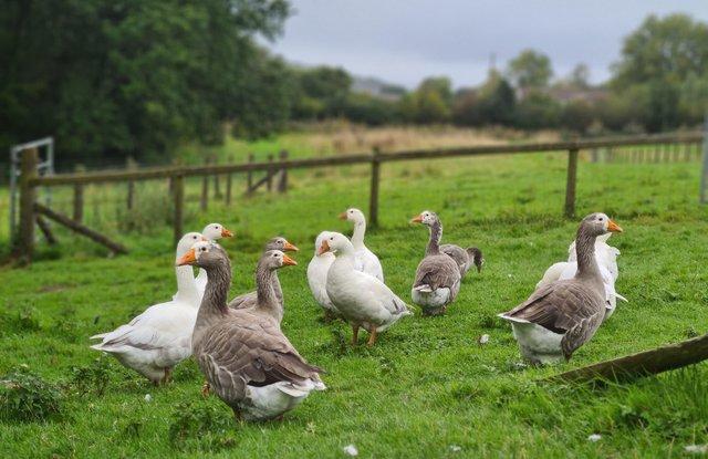 Image 1 of Pilgrim geese goose gander - rare breed autosexing