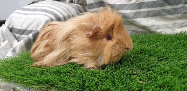 Image 6 of I have for sale sows and boar guinea pigs