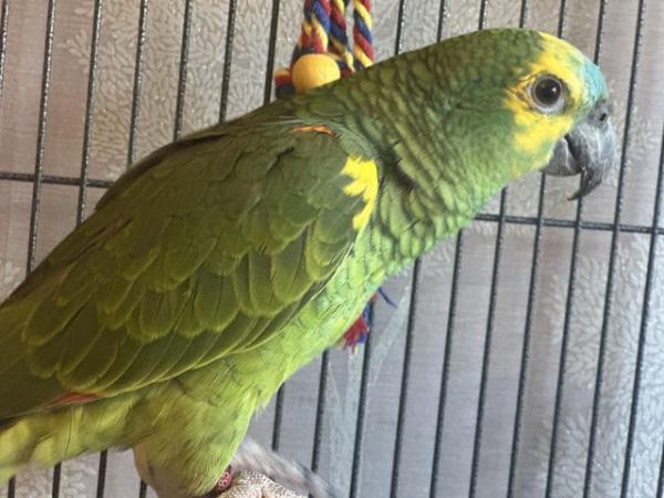 Image 5 of Supertame blue fronted Amazon parrot