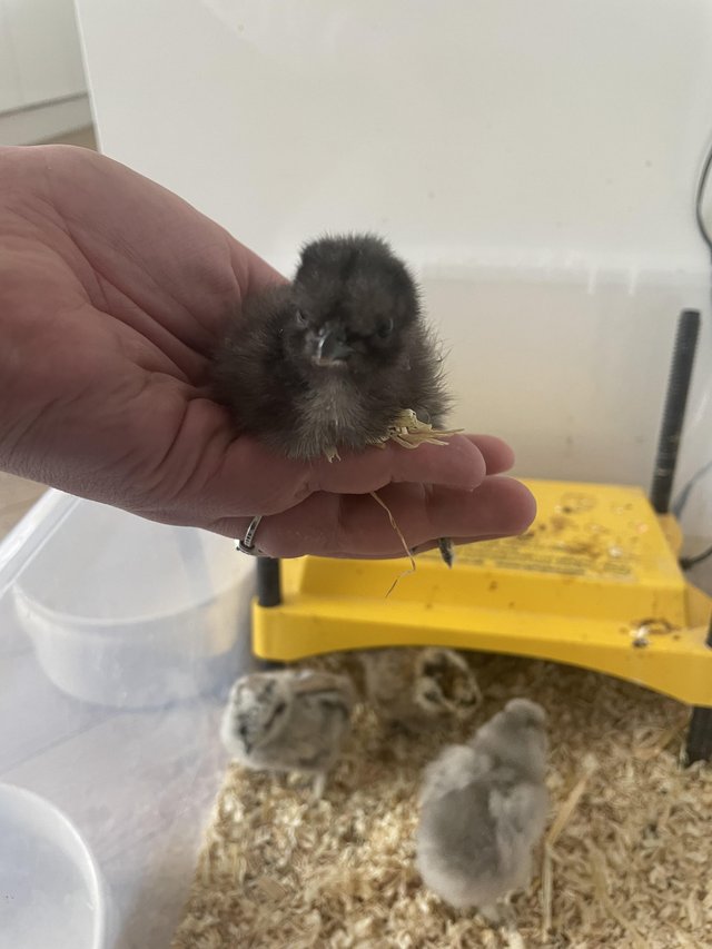 Preview of the first image of Day old silkie chicks chickens.