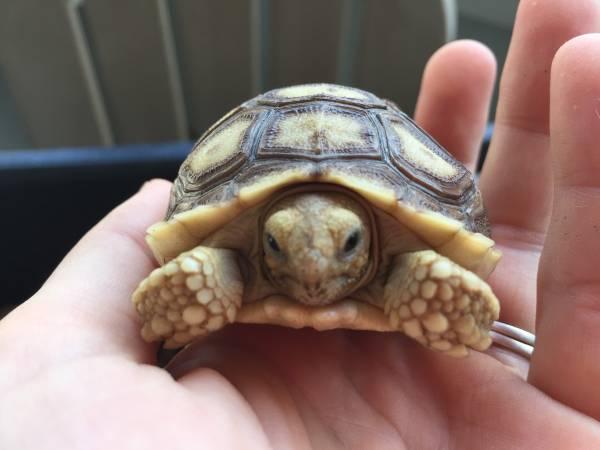 Pet tortoise for store sale