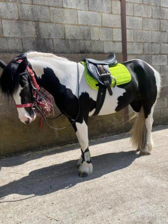 Image 14 of 13hh LightlyBacked Cob Mare Riding Pony/Ride & Drive Project