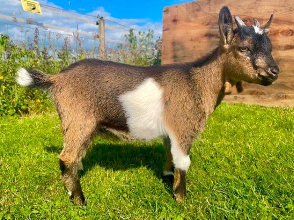 Image 10 of Registered Dwarf Dairy Billy Goat like Nigerian Dwarf Loan