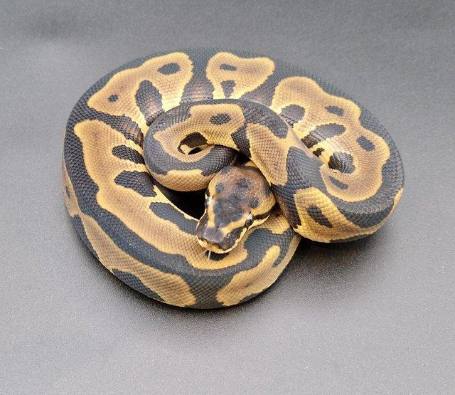 Preview of the first image of Leopard Het Clown 50% Het Pied Male Ball Python 230505.