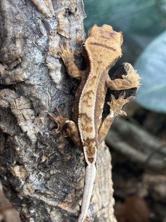 Image 5 of Unsexed juvenile crested gecko
