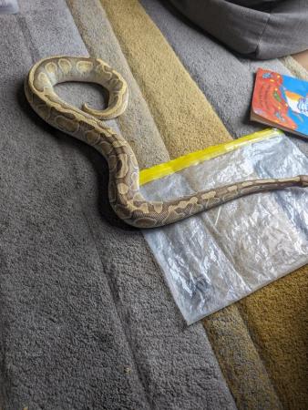 Image 5 of *Reduced* Butter Enchi Ball Python - Royal over 2 years old