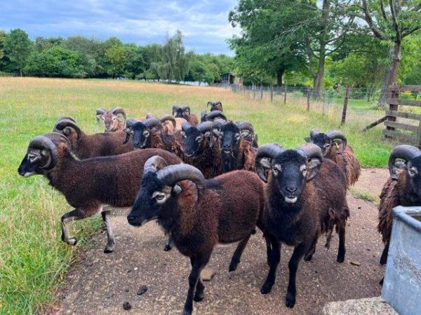 Image 3 of Friendly Soay shearling rams for sale