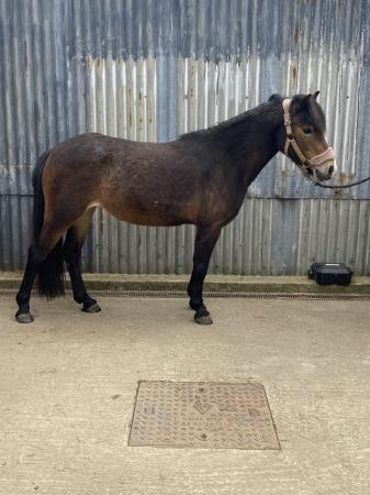 Image 1 of New forest pony for sale