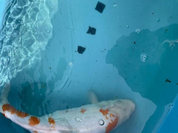 Image 2 of Japanese Koi reared from fry