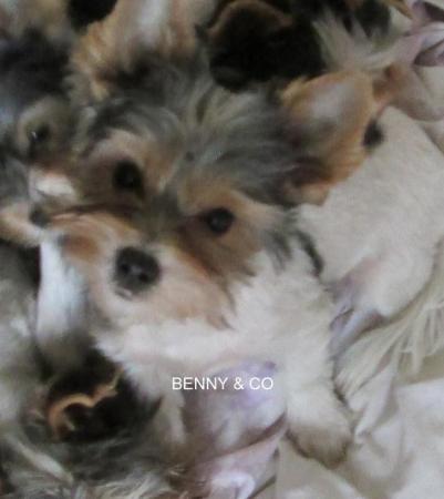 Image 13 of Biewer Yorkshire Terrier Puppies for sale