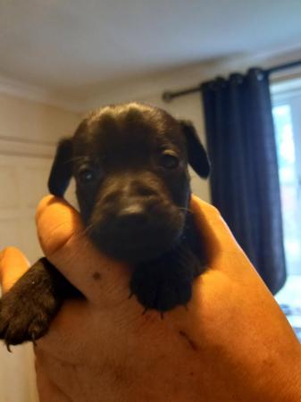 Image 4 of Black patterdale puppies ...