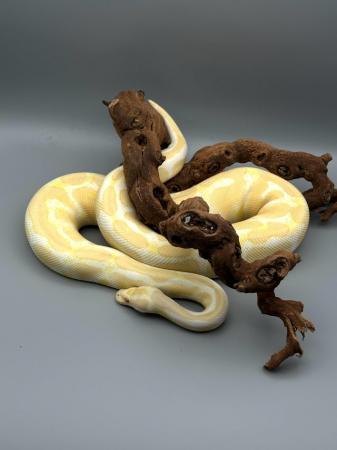 Image 5 of Adult Ball Python (Royal Python)