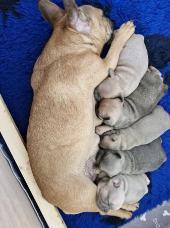Image 9 of KC Registered French Bulldog Puppies