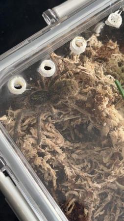 Image 2 of tarantulas for sale all in enclosure
