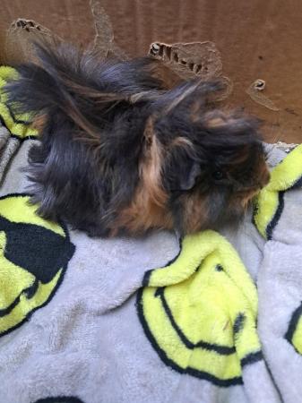 Image 4 of Pair of Baby Male Guinea Pigs For Sale