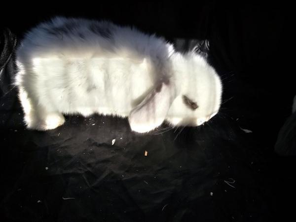 Image 4 of Gorgeous *Pure Bred* Giant Blue Eyed Lop Boy NowReady