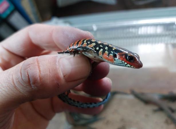 Image 8 of African Fire Skinks for sale