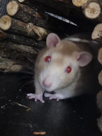 Image 1 of 2 male rats*** comes with cage and accessories