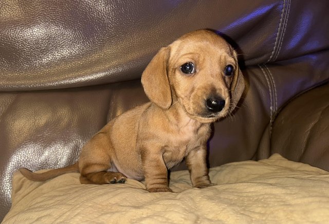 Stunning Cream Miniature Dachshund Litter for sale in Tyldesley, Greater Manchester - Image 13