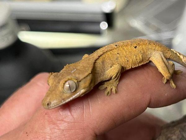 Image 5 of Crested Gecko - juveniles for sale