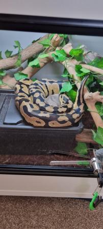 Image 4 of Royal pythons for sale x3