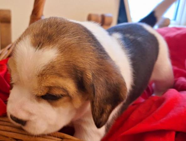 Image 14 of 2 BEAUTIFUL (KC REGISTERED) BEAGLE PUPPIES