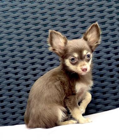 Image 4 of Kennel Club Registered Chihuahua Puppies